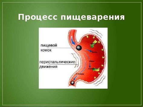 Влияние несоложенки на обмен веществ и пищеварение