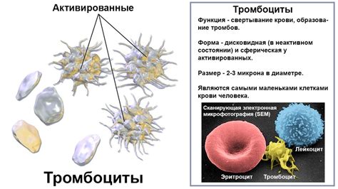 Влияние низких тромбоцитов на организм