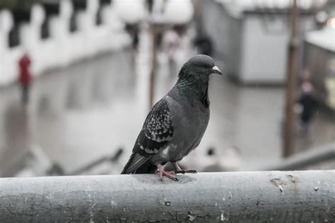 Влияние окружающей среды на поведение голубей