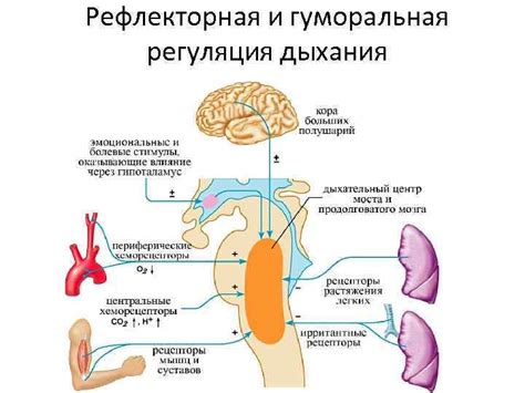 Влияние пассивной позы на дыхание