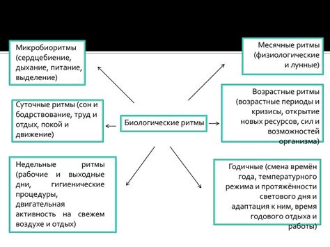 Влияние периода цикла на работоспособность