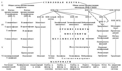 Влияние питания на гранулоцитарный росток