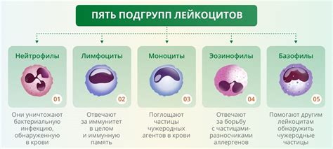 Влияние питания на пониженные значения лейкоцитов