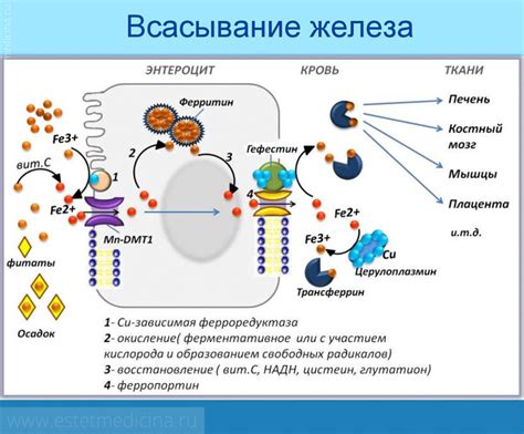 Влияние питания на уровень ферритина