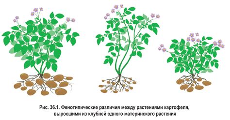 Влияние питания на фуражирование