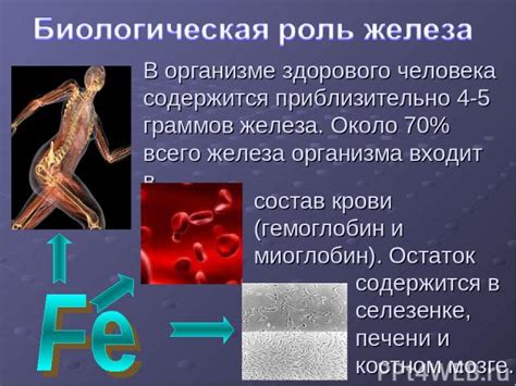 Влияние повышенного уровня железа на организм