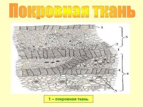 Влияние под апексом на образование новых органов