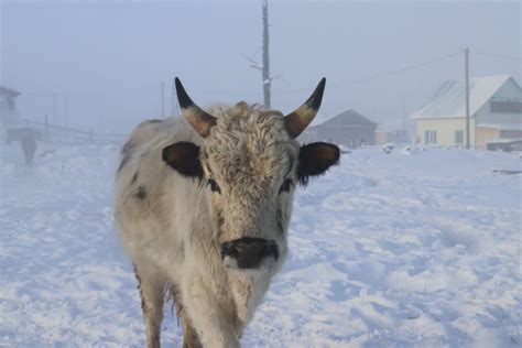 Влияние покрытия коровы на разведение поголовья