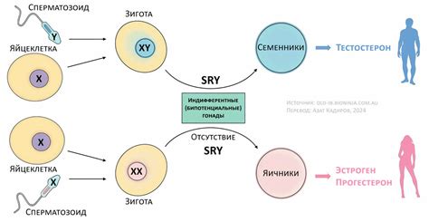 Влияние полноразмерной последовательности hmg бокса гена sry на эмбриональное развитие