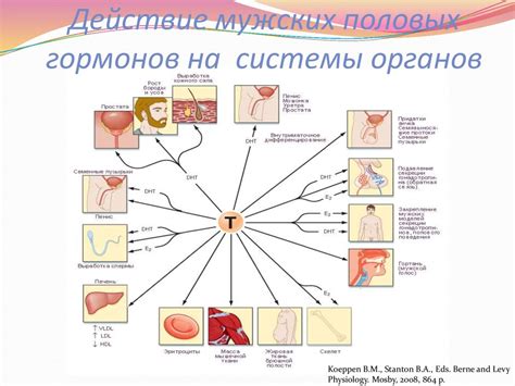 Влияние половых гормонов на уровень нейтрофилов