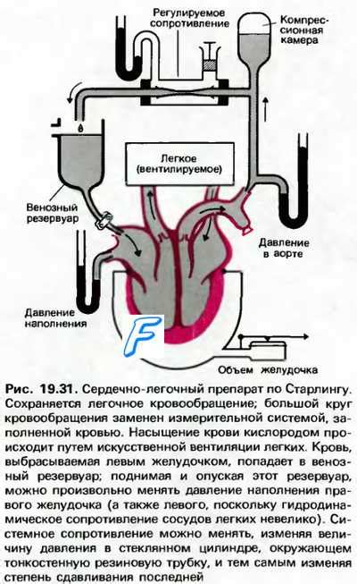 Влияние портального сердца на сюжет фэнтези