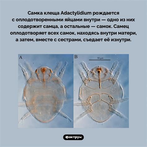 Влияние появления клеща во сне на нашу эмоциональную составляющую