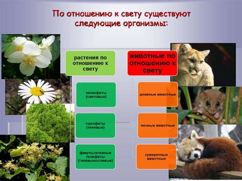 Влияние преимущественно солнечной погоды на растения и животных