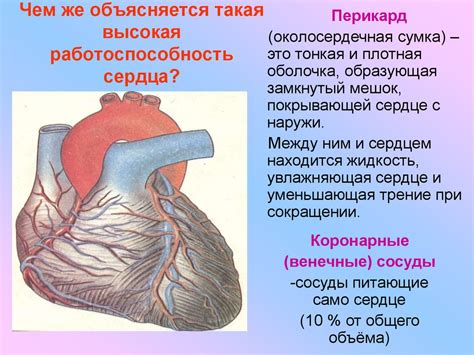 Влияние психологического состояния на работу сердца