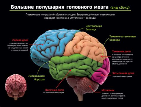 Влияние расширения Сильвиевых борозд на функциональные возможности мозга