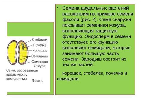 Влияние расширения лоханок на растение