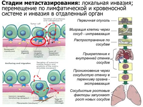 Влияние сжатия клетки на организм