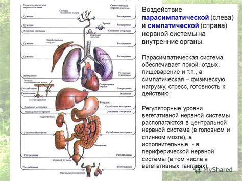 Влияние симпатического ствола на органы и системы