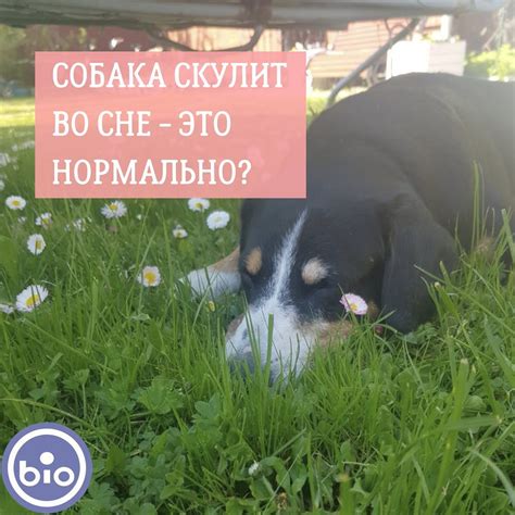 Влияние сновидений на нашу жизнь и процесс принятия решений