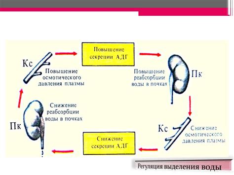 Влияние солевого диатеза на функцию почек