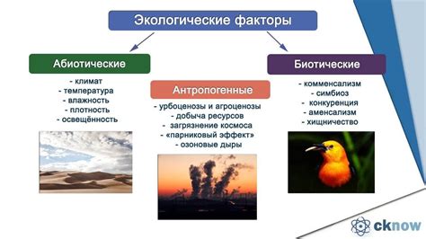 Влияние среды на толкование присутствия горлицы в визуальных представлениях