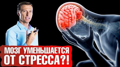 Влияние стресса на функционирование мозга