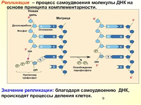 Влияние узловых структур на процессы репликации