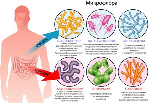 Влияние умеренного количества микрофлоры палочки на организм