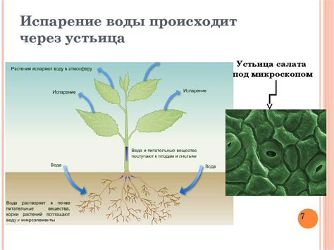 Влияние условий на переход воды