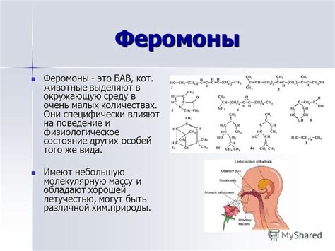 Влияние феромонов на восприятие противоположным полом