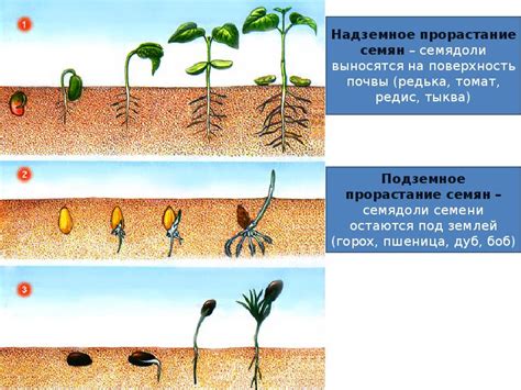 Влияние шелушения шишек на рост и развитие растения