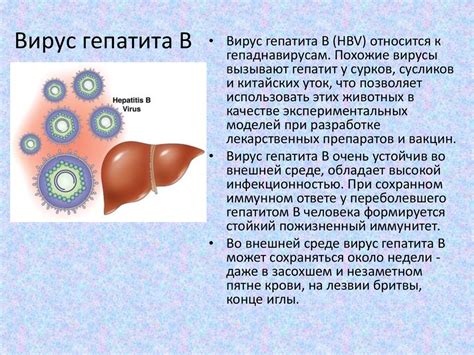 Влияние anti hbe положительный на хроническую гепатит В