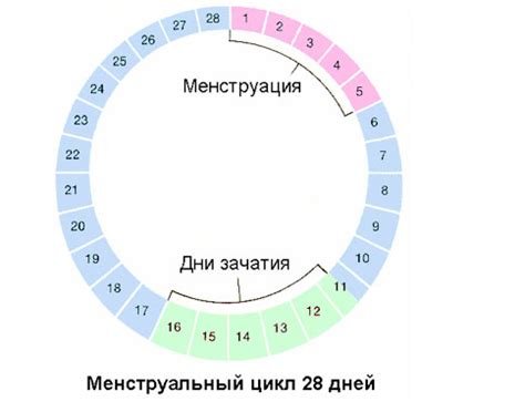 Вначале цикла: месячные - первый сигнал о работе организма