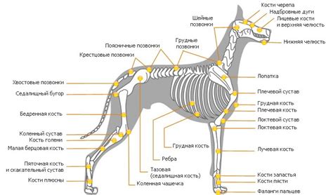 Внешние и внутренние проявления злости у собак