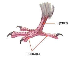 Внешние особенности лапочек