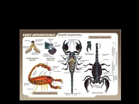 Внешний вид открытого скорпиона