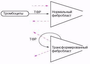 Внутренние сигналы, вызывающие изменение клеток