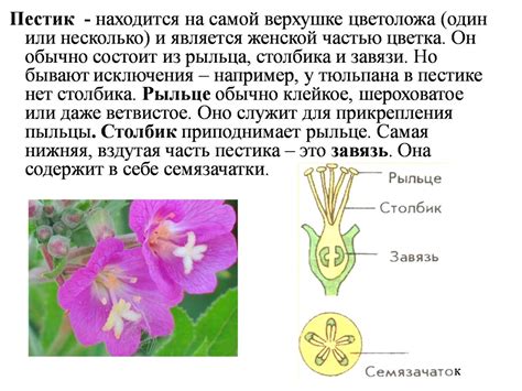 Внутренняя структура пестика