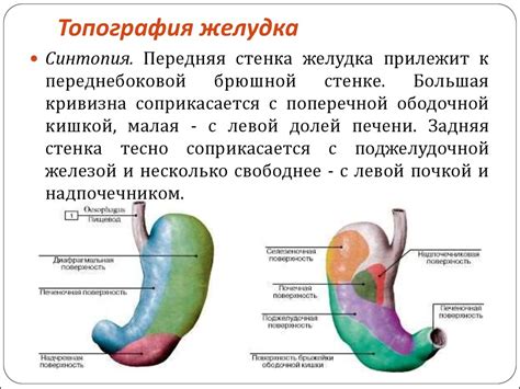 Внутриклеточный рак: патология и организм