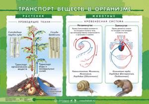 Вода обеспечивает транспорт питательных веществ