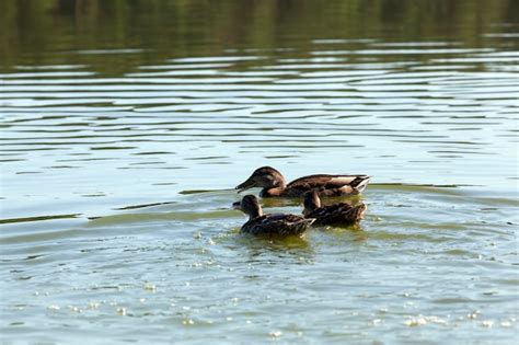 Водоемы с утками и опасности: защита безопасности