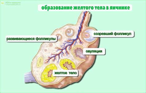 Воздействие ЯМК на желтое тело