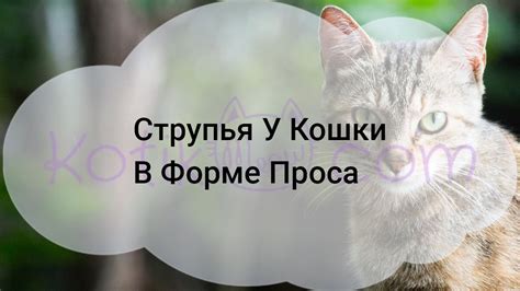 Воздействие недостатка отдыха на состояние здоровья кошек