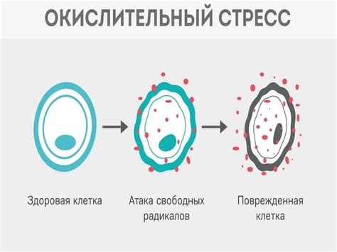 Воздействие окислительного стресса на организм