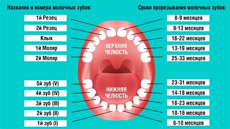 Воздействие окружающей среды на сновидения о росте зубов у детей