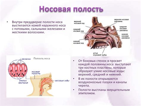 Воздухоносные пазухи: функции и значение