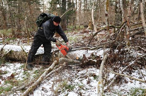 Возможности использования заготовленного валежника