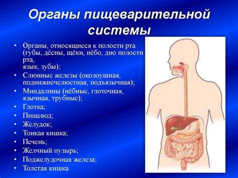 Возможности пищеварительной системы