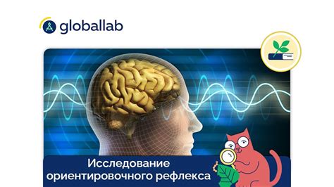 Возможности развития и улучшения ориентировочного рефлекса