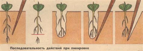 Возможные виды пикирования растений